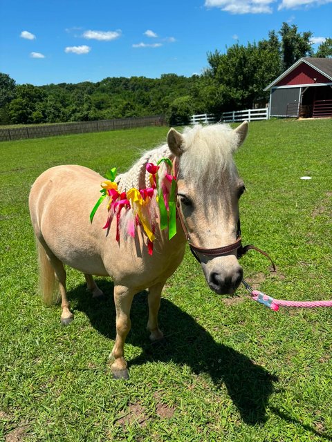 Photo — July 4 2026
