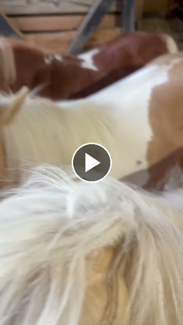Video — July 23 2026