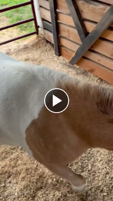 Video — July 30 2026