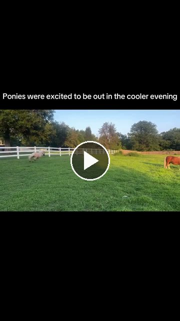 Video — July 28 2026