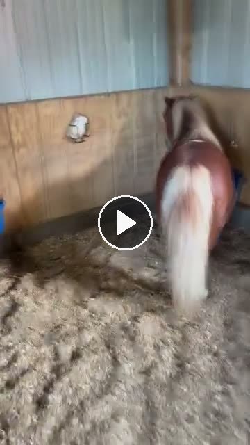 Video — June 23 2026
