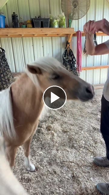 Video — July 24 2026
