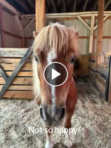 Video — June 12 2026