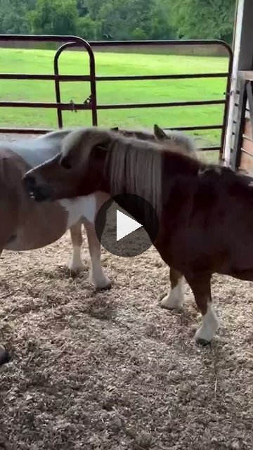 Video — August 4 2026