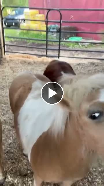 Video — June 4 2026