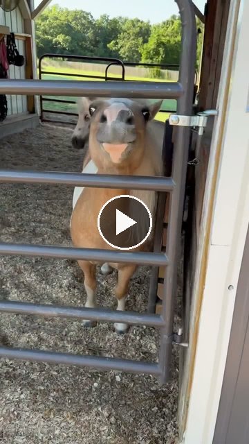 Video — July 12 2026