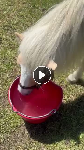 Video — May 3 2026