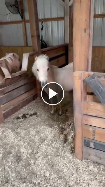 Video — June 24 2026