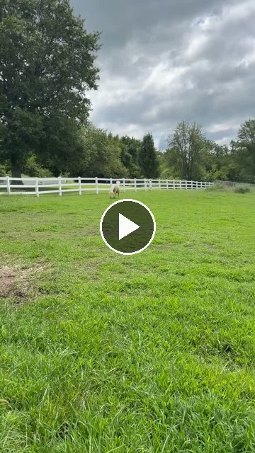 Video — August 1 2026