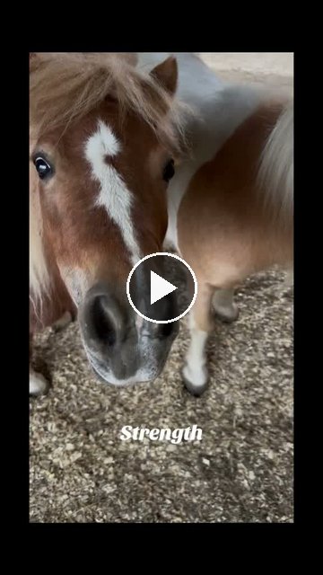 Video — July 5 2026