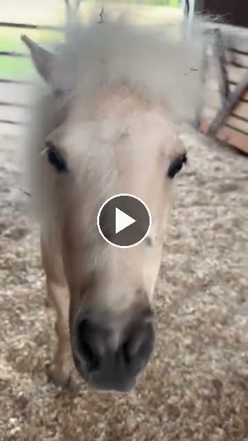 Video — May 16 2026