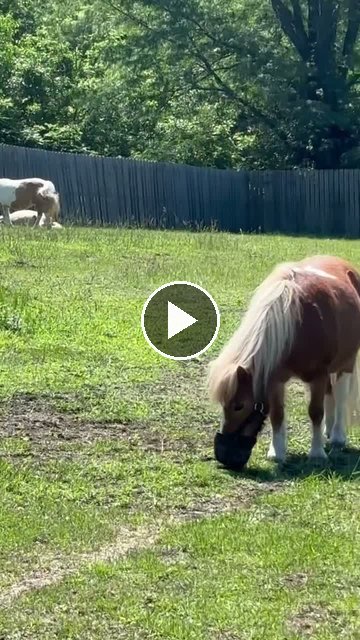 Video — May 25 2026