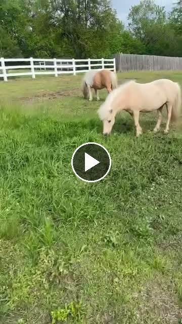 Video — May 9 2026
