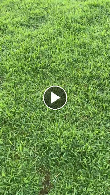 Video — July 31 2026