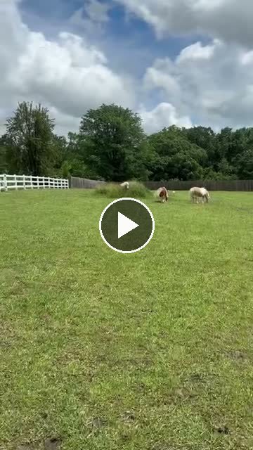 Video — May 30 2026