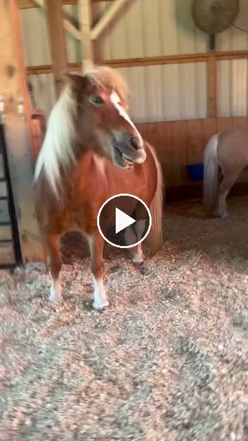 Video — May 24 2026
