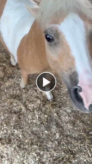 Video — July 15 2026