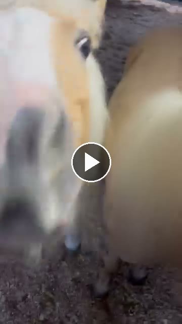 Video — May 31 2026