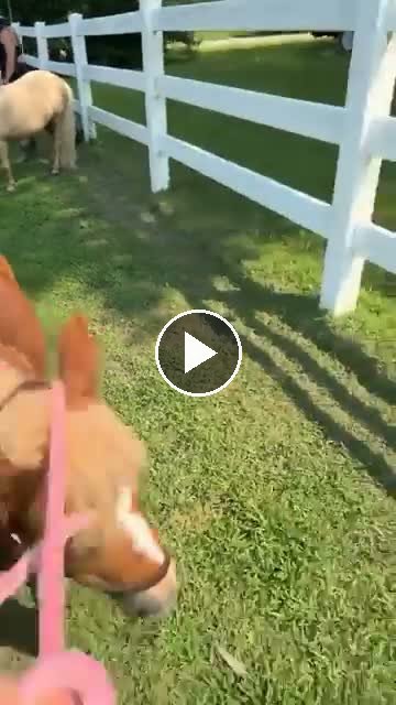 Video — July 22 2026
