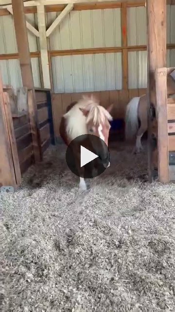 Video — August 2 2026