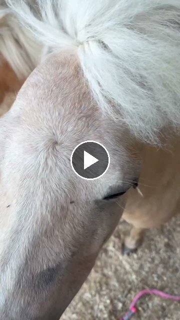 Video — July 1 2026
