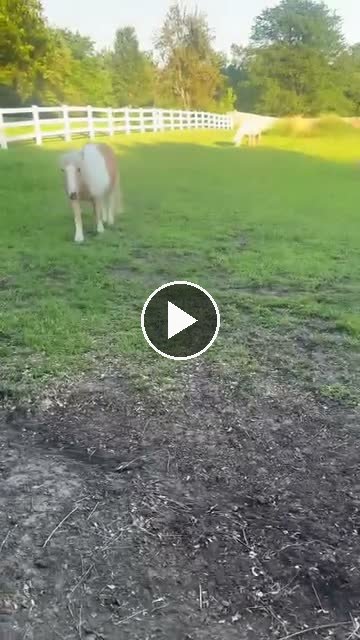 Video — June 15 2026