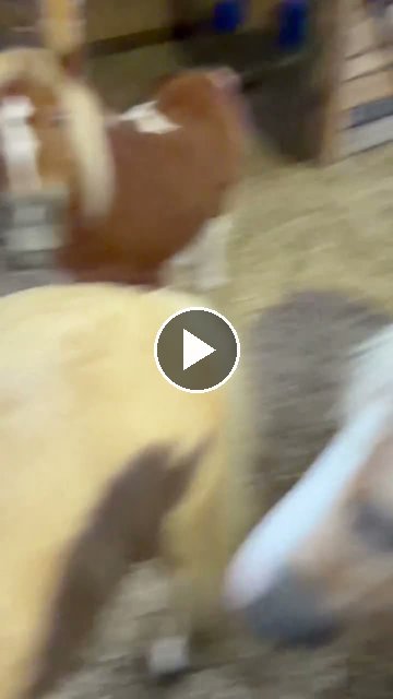 Video — July 9 2026