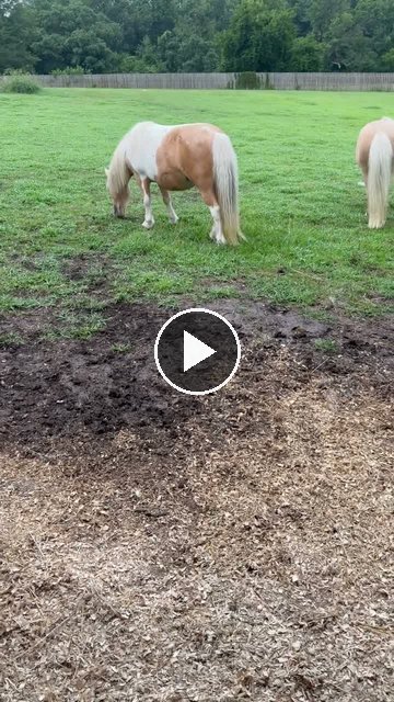 Video — July 29 2026