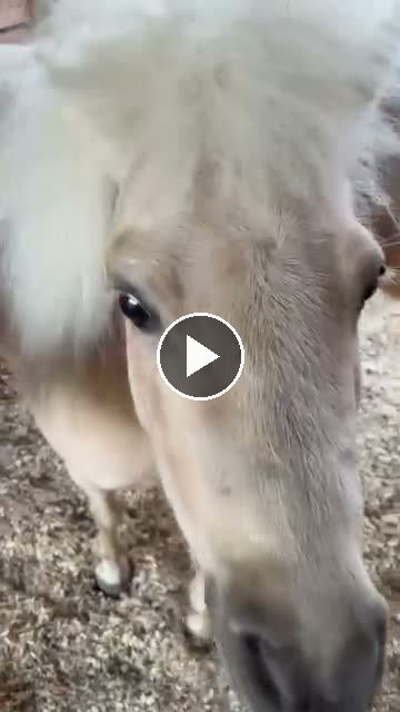 Video — May 11 2026