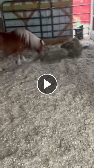 Video — May 29 2026