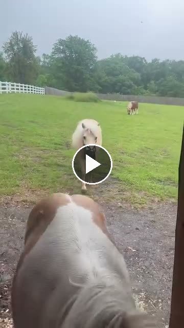 Video — May 28 2026