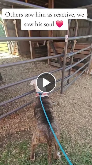Video — May 4 2026
