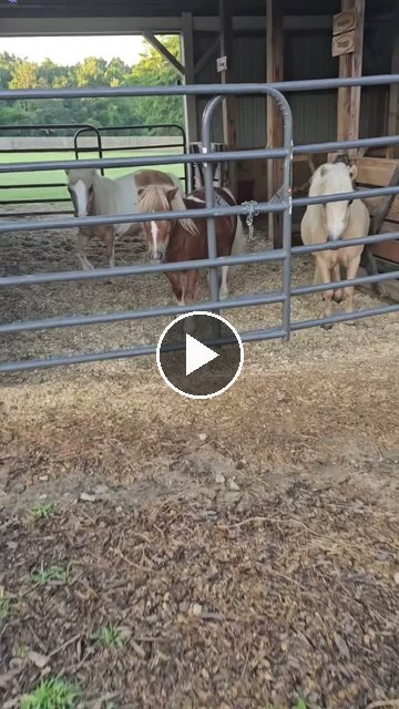 Video — July 12 2026