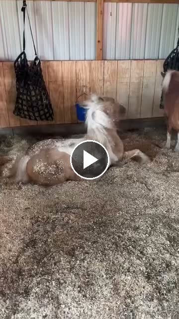 Video — May 15 2026