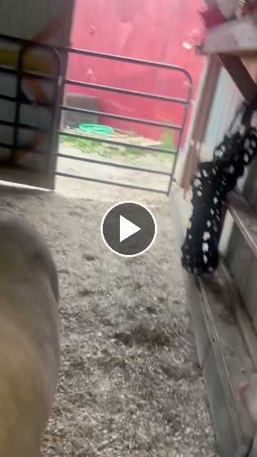 Video — May 28 2026