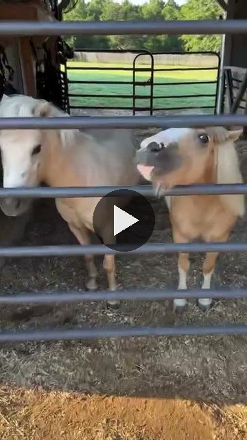 Video — August 2 2026