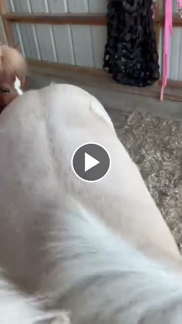 Video — May 3 2026